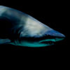 shark