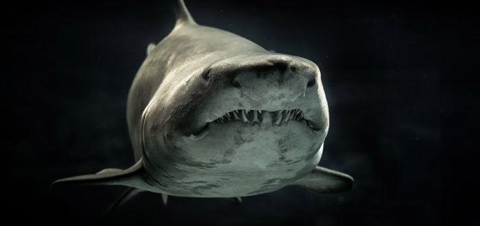 shark
